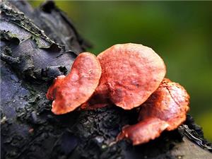 【源宇生物科技】為什么破壁靈芝孢子粉小孩不能吃？